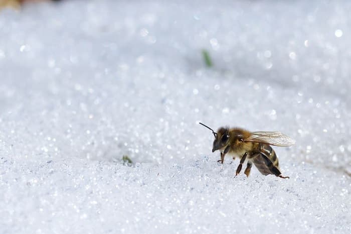 چه اتفاقی برای زنبورهای عسل در زمستان می افتد؟