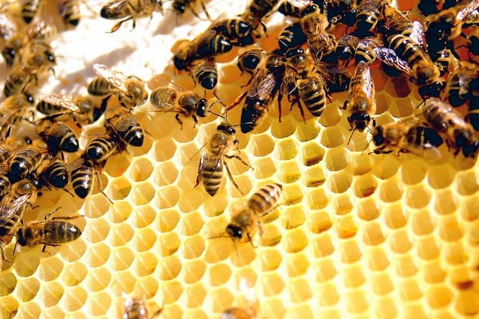داستان جالب زندگی زنبورهای عسل
