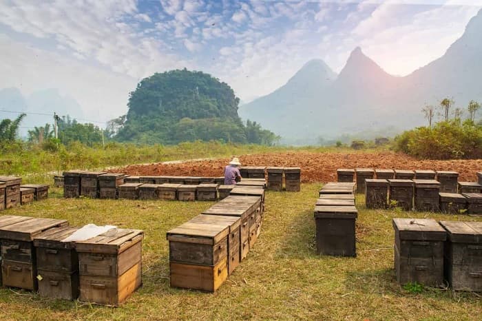 10 کشور با بیشترین تولید عسل