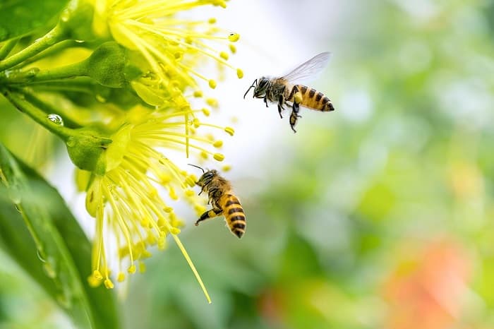 نام علمی زنبورهای عسل