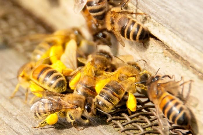 هفت خانواده زنبور عسل