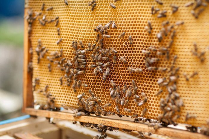 مزایا و معایب نژادهای مختلف زنبور عسل